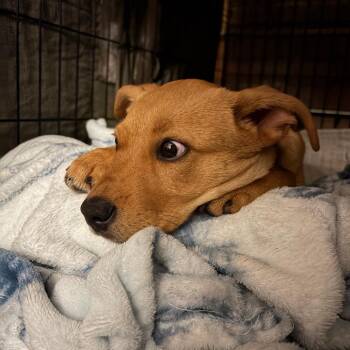 Green Bean D69193 -  Retriever and Mixed Breed Dog for Adoption in Minnetonka, Minnesota - Green Bean D69193 | PetCurious