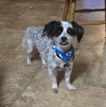 Black Jack -  Shih Tzu and Poodle Dog for Adoption in Jamestown, North Dakota - Black Jack | PetCurious
