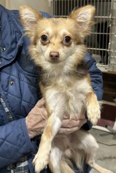 Chihuahua Dogs Available for Adoption in Scottsburg, Indiana - Miguel | PetCurious