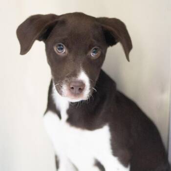 Labrador Retriever and Pit Bull Terrier Dogs Available for Adoption in Cumming, Georgia - Reba 22254 | PetCurious