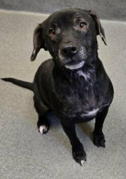 Faith -  Labrador Retriever Dog for Adoption in Amherst, Virginia - Faith | PetCurious