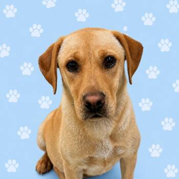 Mixed Breed Dogs Available for Adoption in Memphis, Tennessee - Tabitha | PetCurious