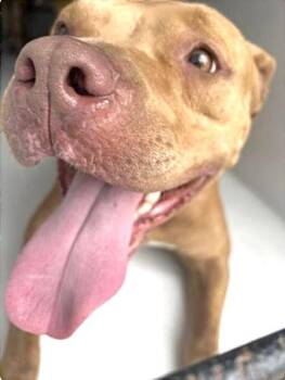 Pit Bull Terrier Dogs Available for Adoption in Houston, Texas - A655030 | PetCurious