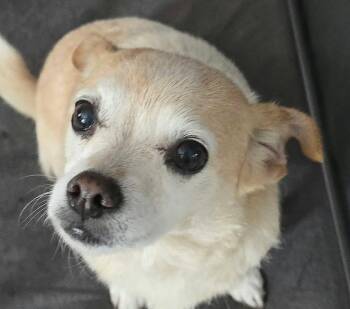 Rosemary -  Chihuahua Dog for Adoption in Newport, Tennessee - Rosemary | PetCurious
