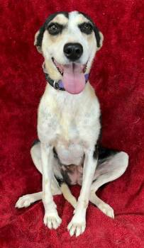 Border Collie and Catahoula Leopard Dog Dogs Available for Adoption in New York, New York - Jess *foster Needed*  | PetCurious