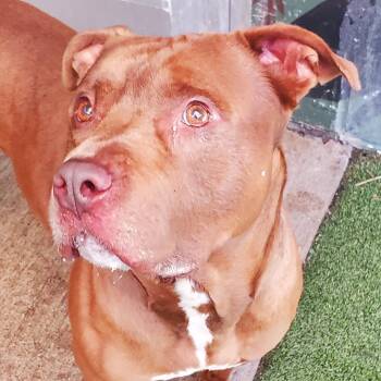 Jaxson -  Mixed Breed Dog for Adoption in Fairport, New York - Jaxson | PetCurious