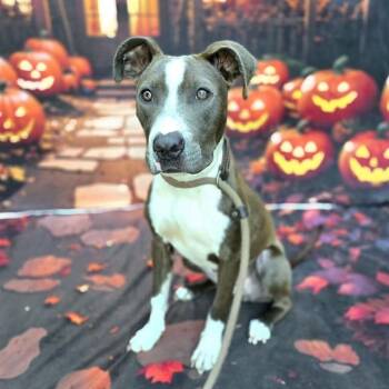 CALI -  Pit Bull Terrier Dog for Adoption in Long Beach, California - CALI | PetCurious