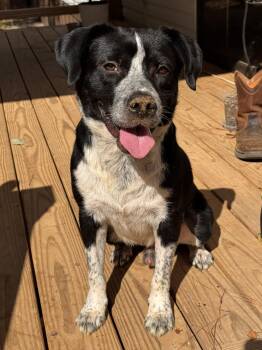 Patch -  Labrador Retriever and Australian Cattle Dog Blue Heeler Dog for Adoption in Indian Springs Village, Alabama - Patch | PetCurious