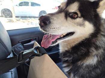 Titan -  Husky Dog for Adoption in Arvada, Colorado - Titan | PetCurious