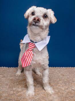 Maltese and Poodle Dogs Available for Adoption - Gogurt | PetCurious