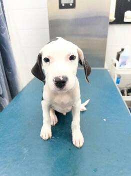 Bobo -  Plott Hound Dog for Adoption in Mobile, Alabama - Bobo | PetCurious
