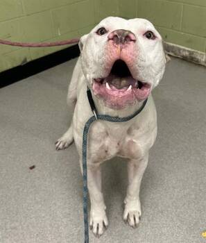 Rescue American Bulldog Dogs for Adoption in Indianapolis, Indiana - MACKREL | PetCurious