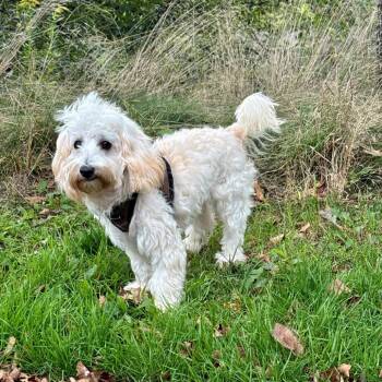 Mac -  Havanese and Mixed Breed Dog for Adoption in East Hampton, New York - Mac | PetCurious