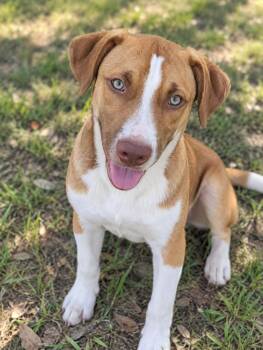 Klaus -  Husky Dog for Adoption in Sumter, South Carolina - Klaus | PetCurious