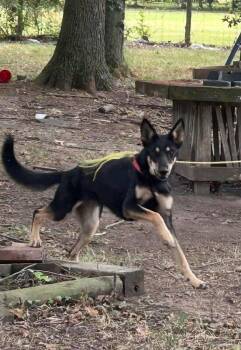 Rescue Shepherd Dogs for Adoption in Georgetown, Ohio - Kali | PetCurious