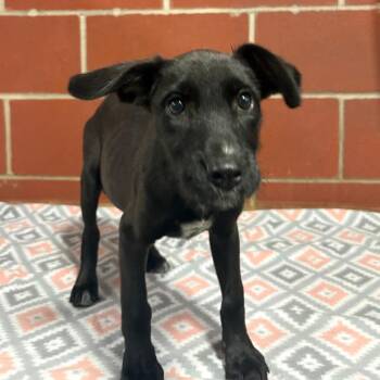 (Found) Amber -  Labrador Retriever and Terrier Dog for Adoption in Cabot, Arkansas - (Found) Amber | PetCurious