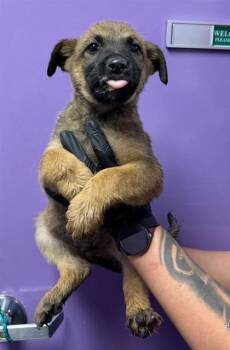 Belgian Shepherd Malinois and Mixed Breed Dogs Available for Adoption in El Paso, Texas - 60837314 | PetCurious