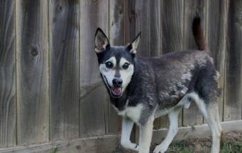 Benji -  Australian Kelpie and Rat Terrier Dog for Adoption in Willis, Texas - Benji | PetCurious