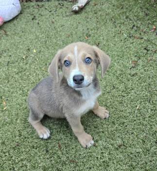 Marlowe -  Beagle and Labrador Retriever Dog for Adoption in Apache Junction, Arizona - Marlowe | PetCurious