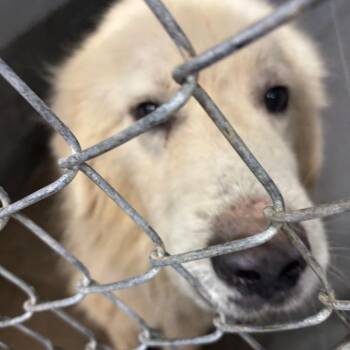 Goofy Goober -  Great Pyrenees Dog for Adoption in Joliet, Illinois - Goofy Goober | PetCurious