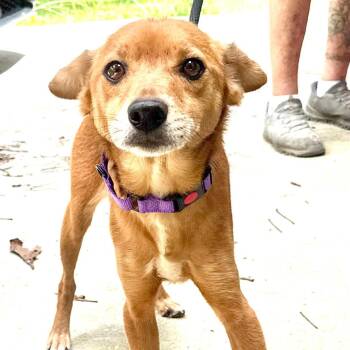 Enid - s -  Beagle and Dachshund Dog for Adoption in Sequatchie, Tennessee - Enid - S | PetCurious