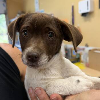 Border Terrier and Miniature Poodle Dogs Available for Adoption in Hood River, Oregon - Biscuit | PetCurious