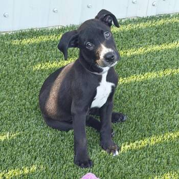 Sergeant -  Labrador Retriever and Mixed Breed Dog for Adoption in Lewisville, Texas - Sergeant | PetCurious