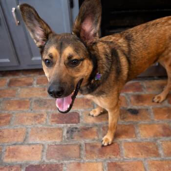 German Shepherd Dog Dogs Available for Adoption - Dancer | PetCurious