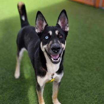 KILO -  Husky Dog for Adoption in Las Vegas, Nevada - KILO | PetCurious