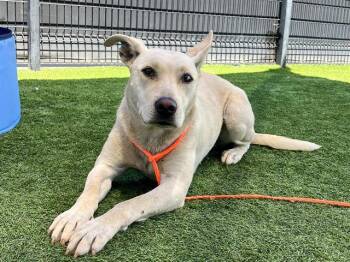 Siberian Husky and Pit Bull Terrier Dogs Available for Adoption in Tustin, California - BROOMHILDA | PetCurious