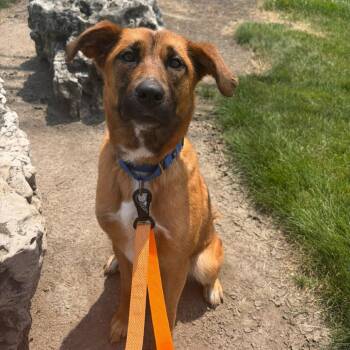 Marigold -  Mixed Breed Dog for Adoption in Dearborn, Michigan - Marigold | PetCurious