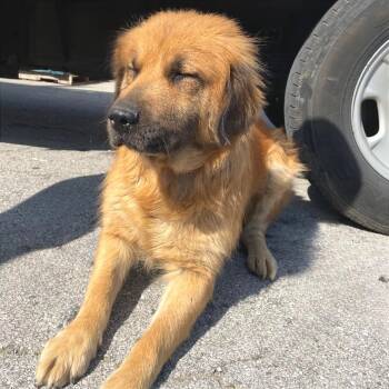 Mixed Breed Dogs Available for Adoption in Chattanooga, Tennessee - Duchess | PetCurious