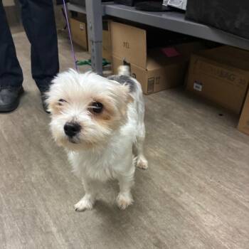 kayo -  Yorkshire Terrier Dog for Adoption in Pasadena, California - Kayo | PetCurious