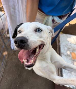 Ojitos -  Pointer and Catahoula Leopard Dog Dog for Adoption in Ramona, California - Ojitos | PetCurious
