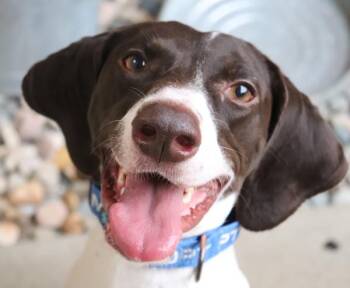 Heather -  German Shorthaired Pointer Dog for Adoption in Sioux City, Iowa - Heather | PetCurious