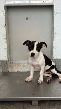 Craigtha -  Terrier Dog for Adoption in Ayden, North Carolina - Craigtha | PetCurious
