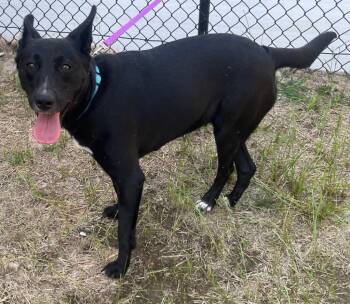 American Bully and German Shepherd Dog Dogs Available for Adoption in Charlottesville, Virginia - Ruby Sweetie Pie Playful Sweetheart | PetCurious