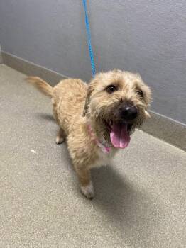 Terrier and Mixed Breed Dogs Available for Adoption in Las Vegas, Nevada - PAWLA | PetCurious