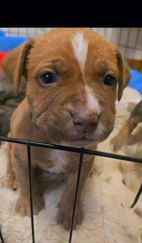 Mastiff Dogs Available for Adoption - Rudy (Green Collar) | PetCurious