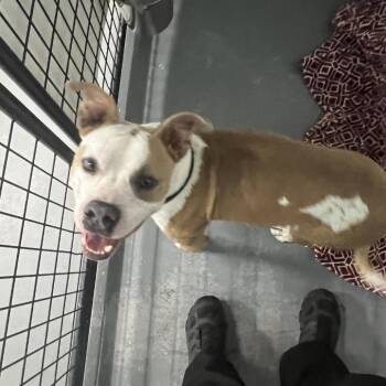 Polo -  Terrier Dog for Adoption in St. Louis, Missouri - Polo | PetCurious
