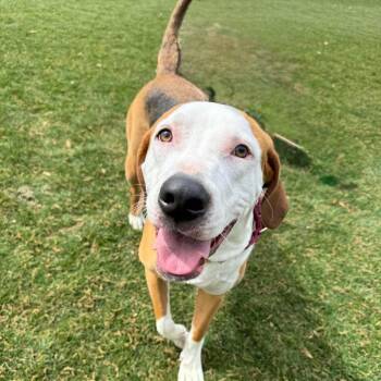 Jasper Finn -  Mixed Breed Dog for Adoption in Savannah, Georgia - Jasper Finn | PetCurious