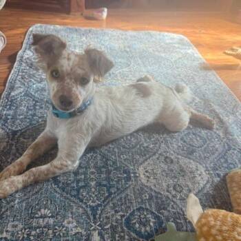 Papillon and Mixed Breed Dogs Available for Adoption in Chaska, Minnesota - Fig | PetCurious