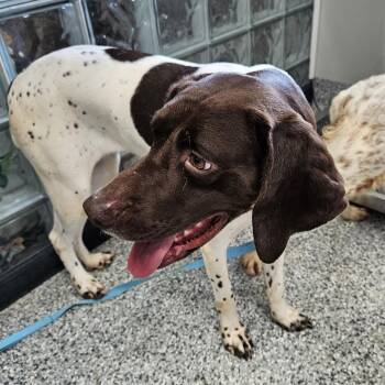 Quarter -  German Shorthaired Pointer Dog for Adoption in Kingman, Kansas - Quarter | PetCurious