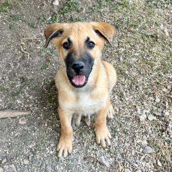 Rescue German Shepherd Dog Dogs for Adoption in Austin, Texas - Malibu CI | PetCurious