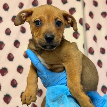 Mike -  German Shepherd Dog and Terrier Dog for Adoption in San Antonio, Texas - Mike | PetCurious