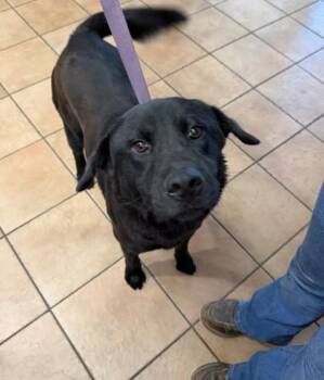 Nyxie -  Mixed Breed Dog for Adoption in Longmont, Colorado - Nyxie | PetCurious