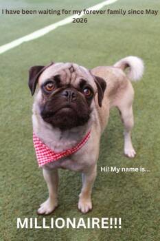 Pug Dogs Available for Adoption in Gardena, California - Millionaire | PetCurious