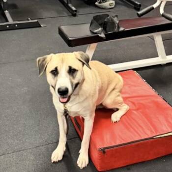 Flash -  Anatolian Shepherd Dog for Adoption in St. Augustine, Florida - Flash | PetCurious