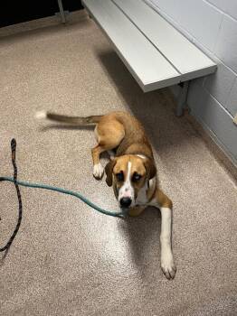 Pancake -  Mixed Breed Dog for Adoption in Troy, Ohio - Pancake | PetCurious