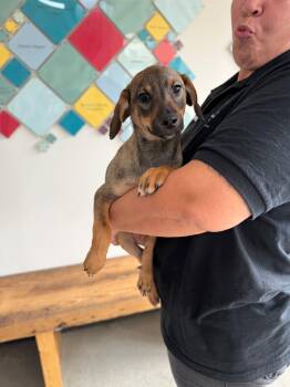 Rescue Retriever and Hound Dogs for Adoption in New Rochelle, New York - Connor | PetCurious